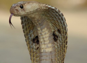 cobra - Google zoeken  King cobra snake, Cobra snake, King cobra